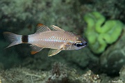 Ostorhinchus cf aureus-Praslin Anse petite cour-4m-20190611nuit-Denis-ADER-DSC_9375_tn